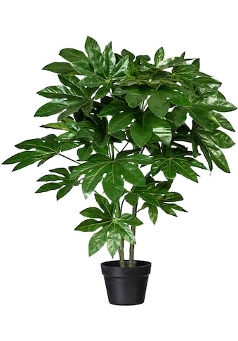 Creativ green Künstliche Zimmerpflanze »Fatsia japonica«, (1 St.) kaufen