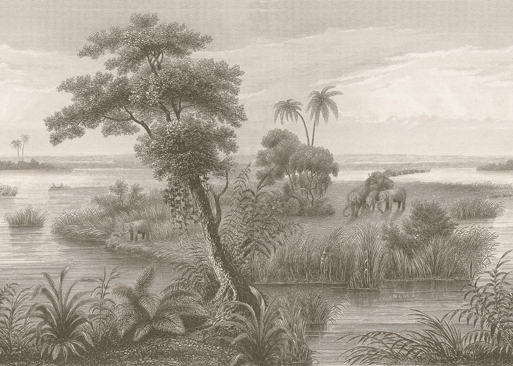 Rasch Fototapete »Vliestapete Lirirco 556162« tropisch glatt Dschungel günstig online kaufen