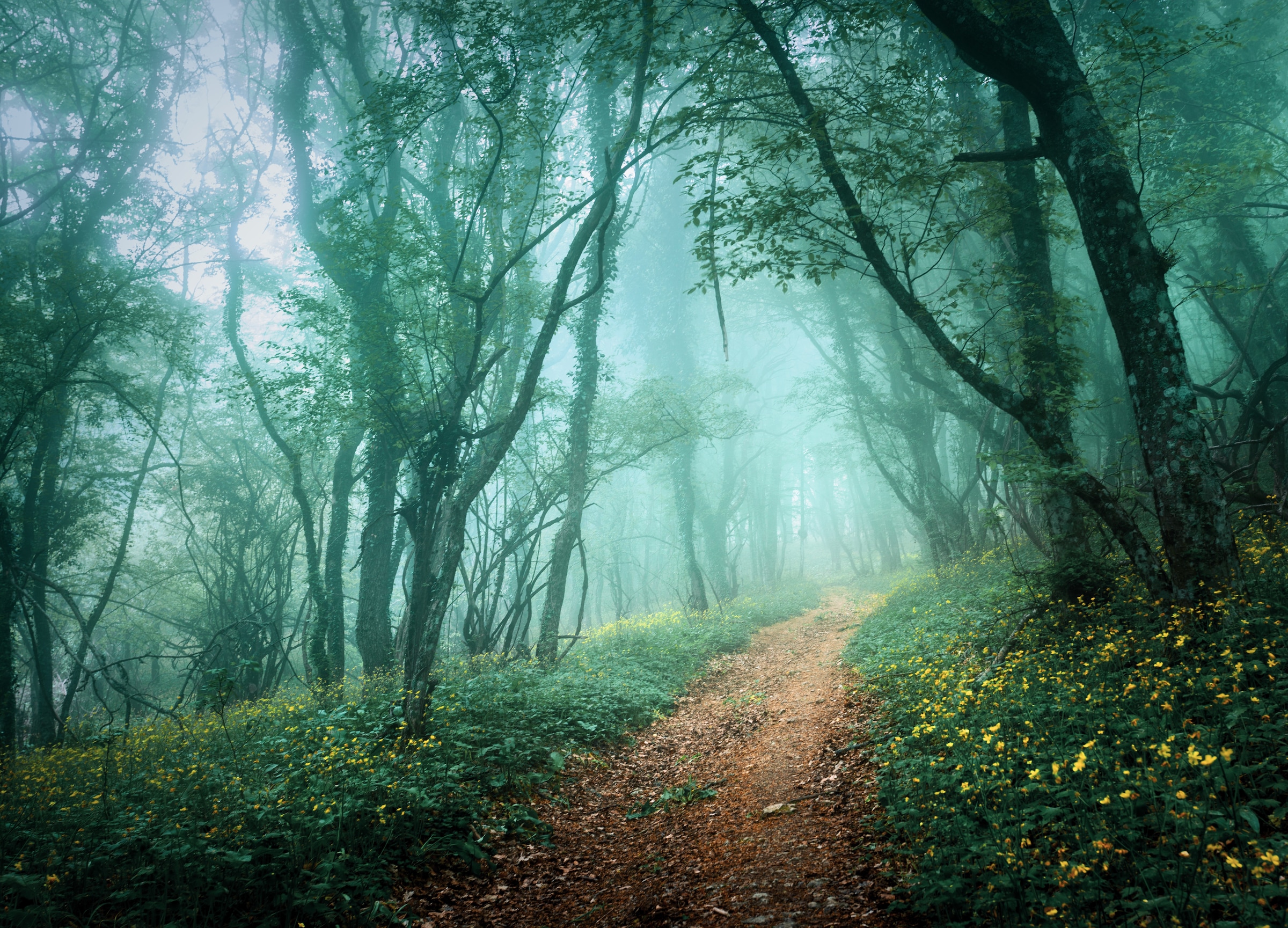 Papermoon Fototapete »Misty Forest in Fog« günstig online kaufen