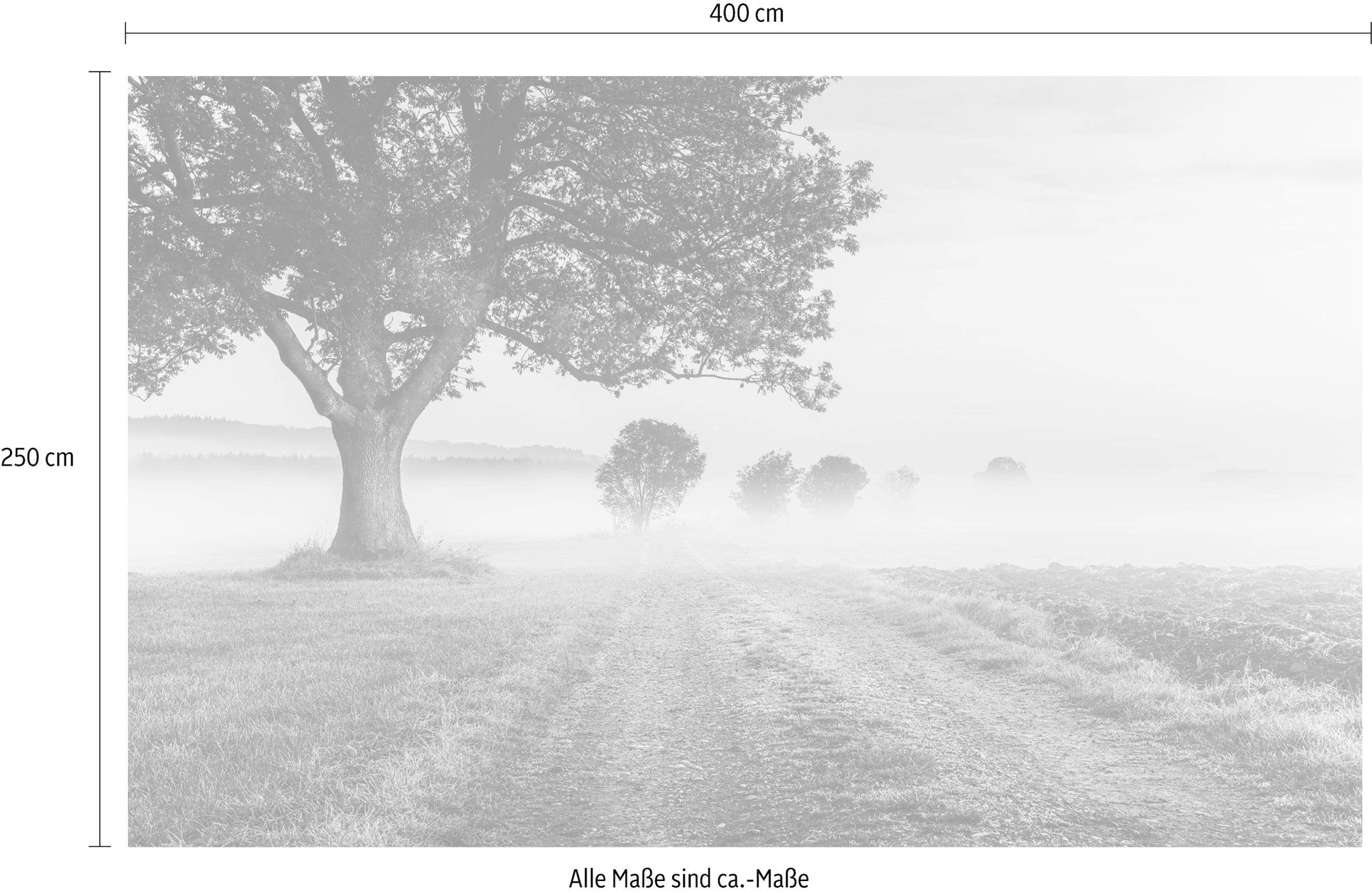 Komar Vliestapete »Digitaldruck Vlies - Misty Morning - Größe 400 x 250 cm«, bedruckt, Wohnzimmer, Schlafzimmer