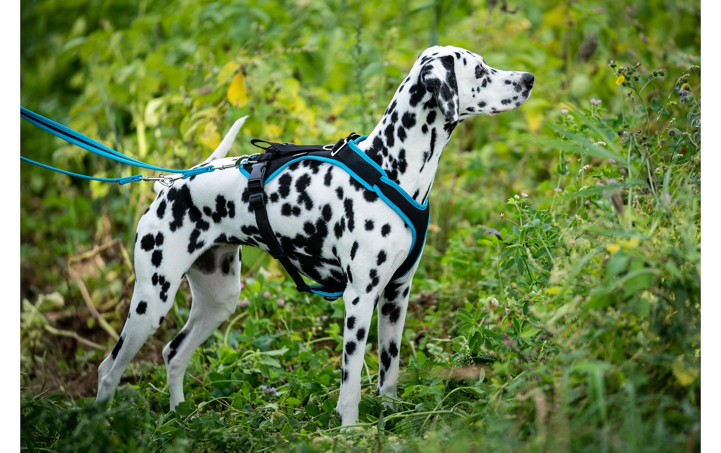   Hunde-Geschirr »Geschirr 3XS« Polyester