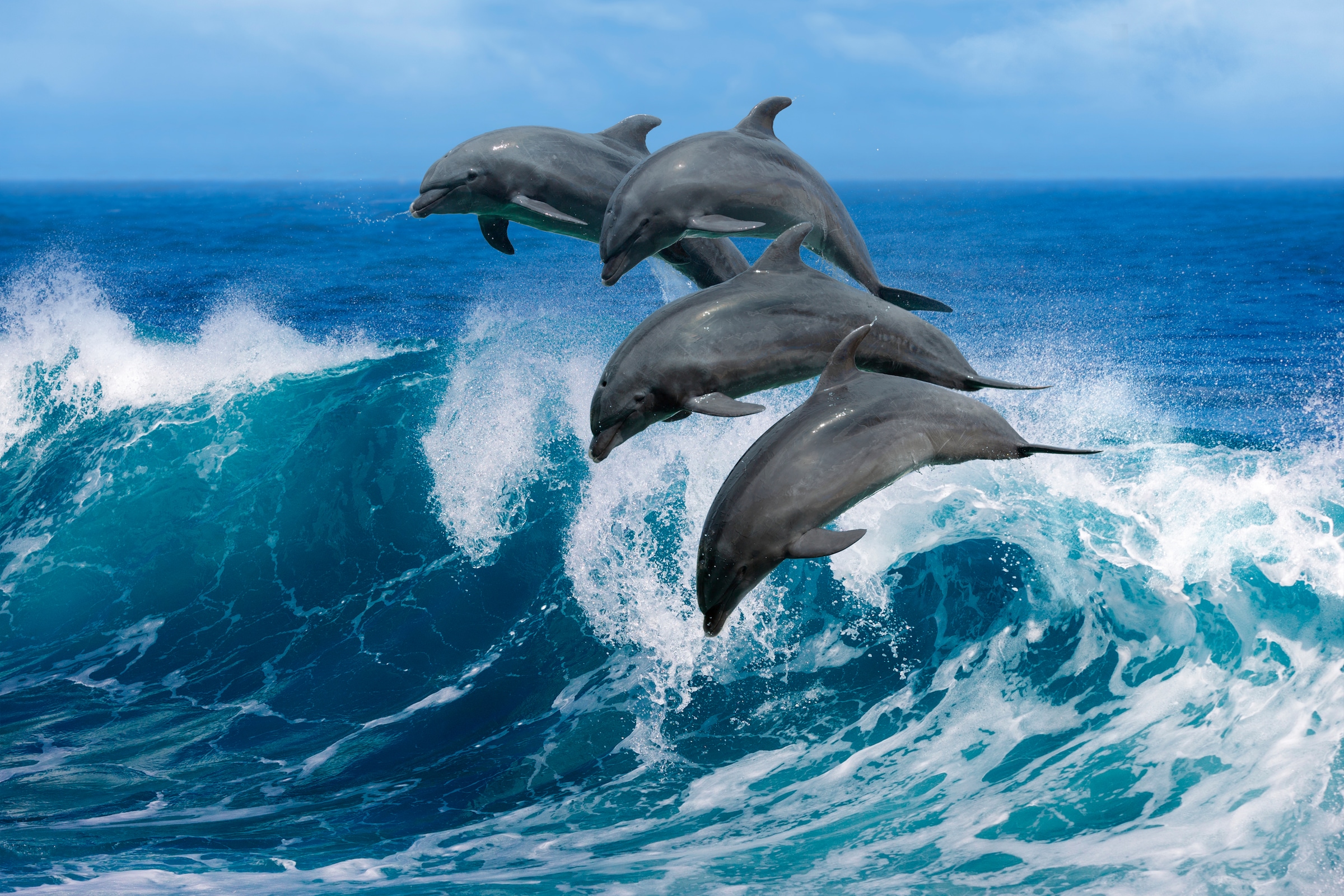 Papermoon Fototapete »Playful Dolphins« glatt günstig online kaufen