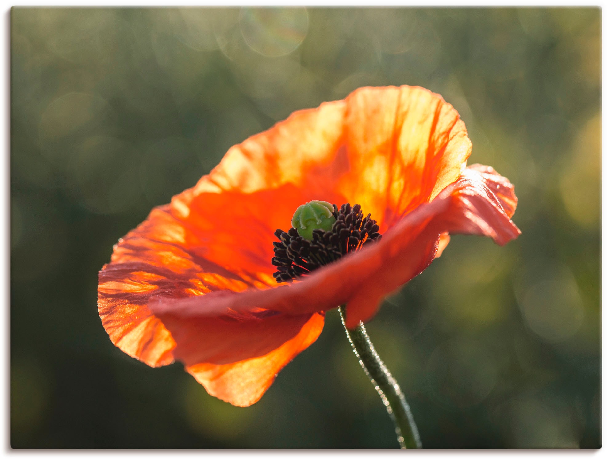 Artland Wandbild "Mohnblüte I", Blumen, (1 St.), als Leinwandbild, Poster i günstig online kaufen