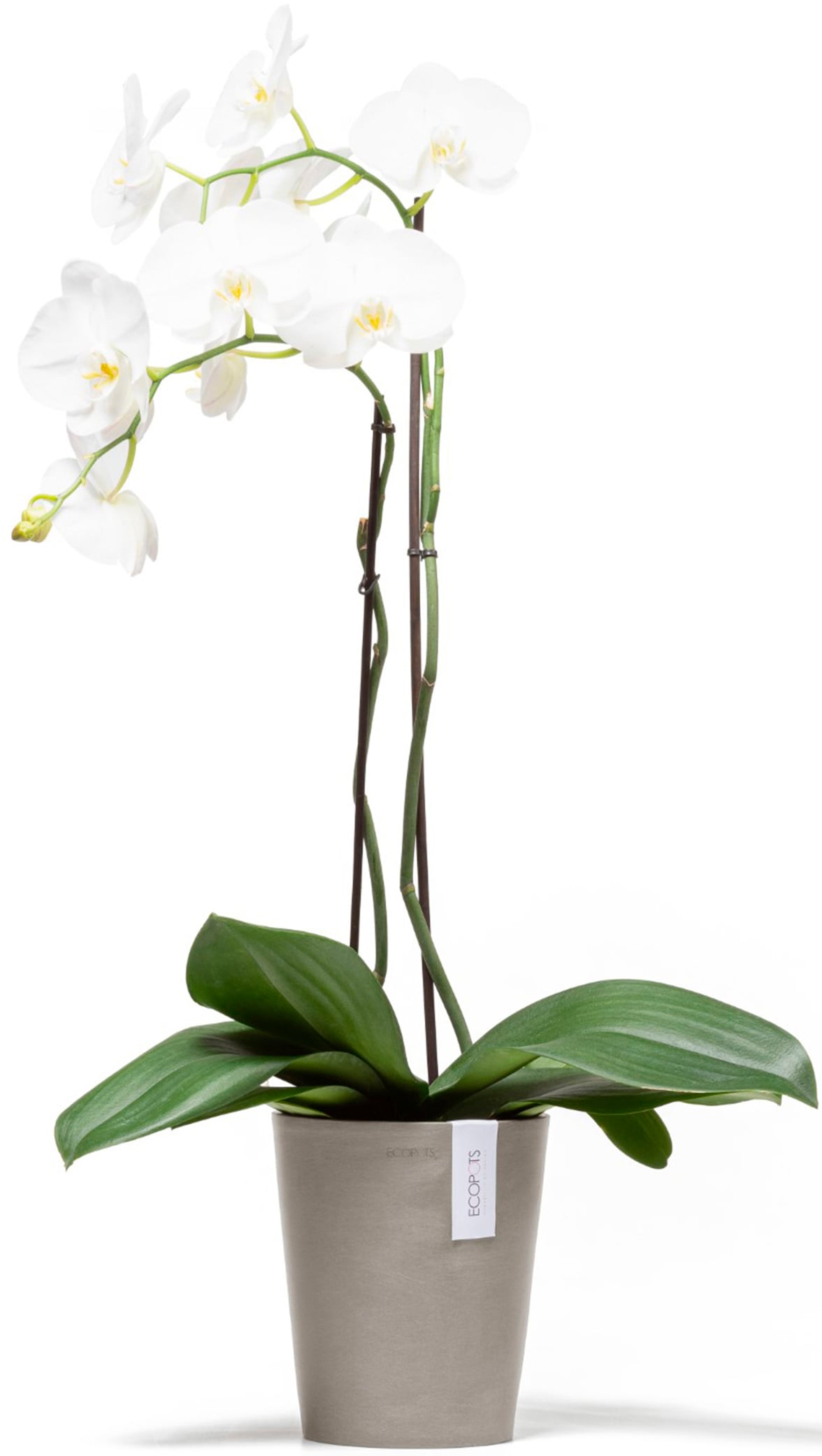 ECOPOTS Blumentopf »Morinda Orchidee 17 Taupe«, für den Innenbereich