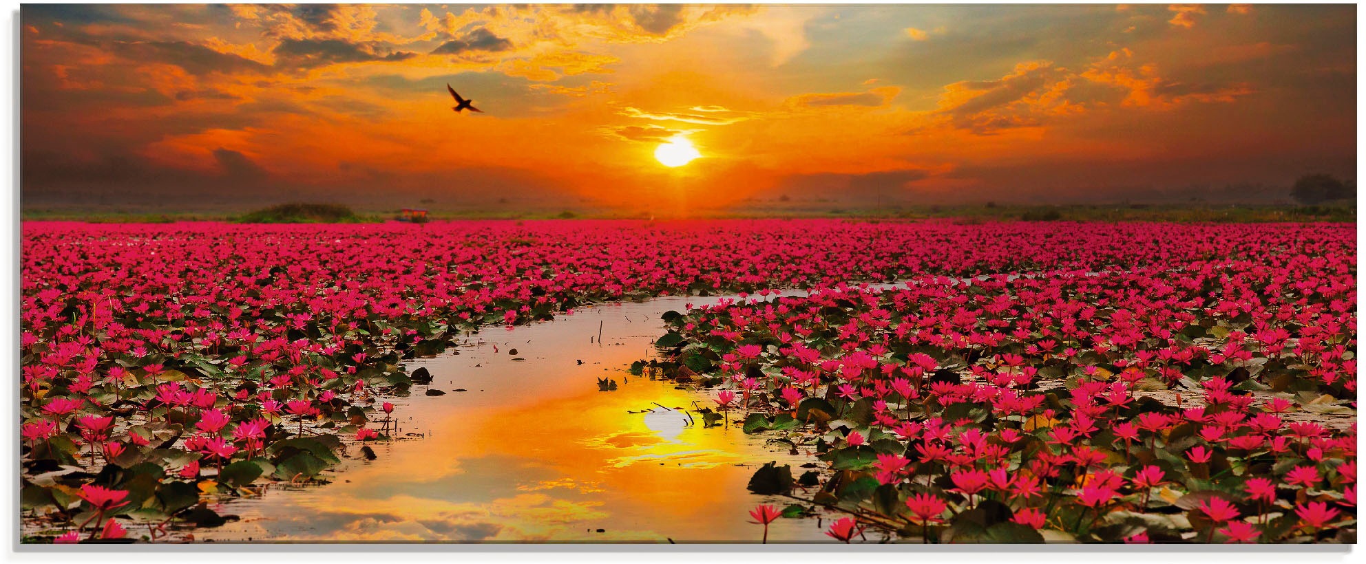 Artland Glasbild »Sonnenschein blühende Lotusblume«, Blumen, (1 St.), in ve günstig online kaufen