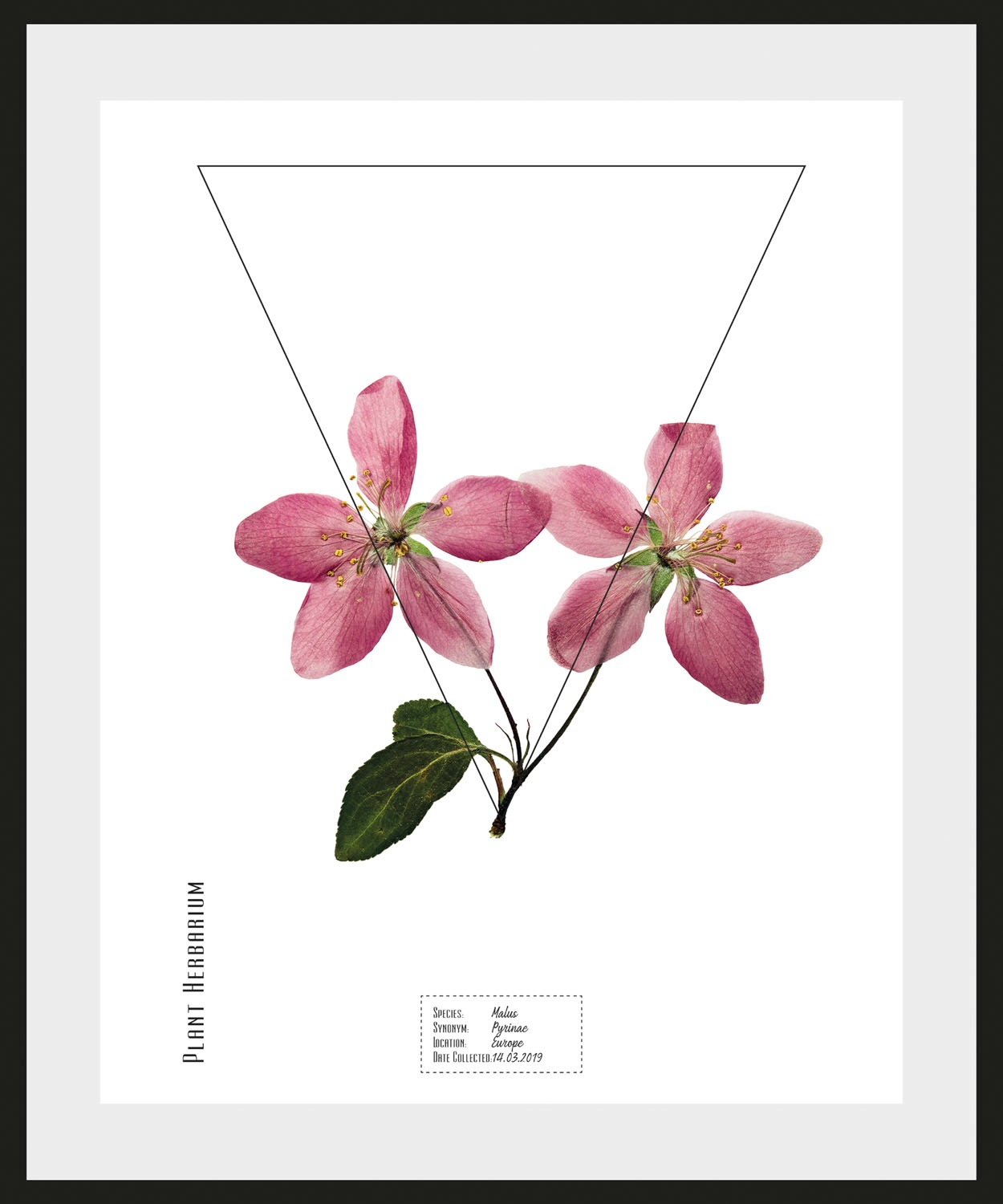 queence Bild »Malus« 1 Stk. tlg. günstig online kaufen