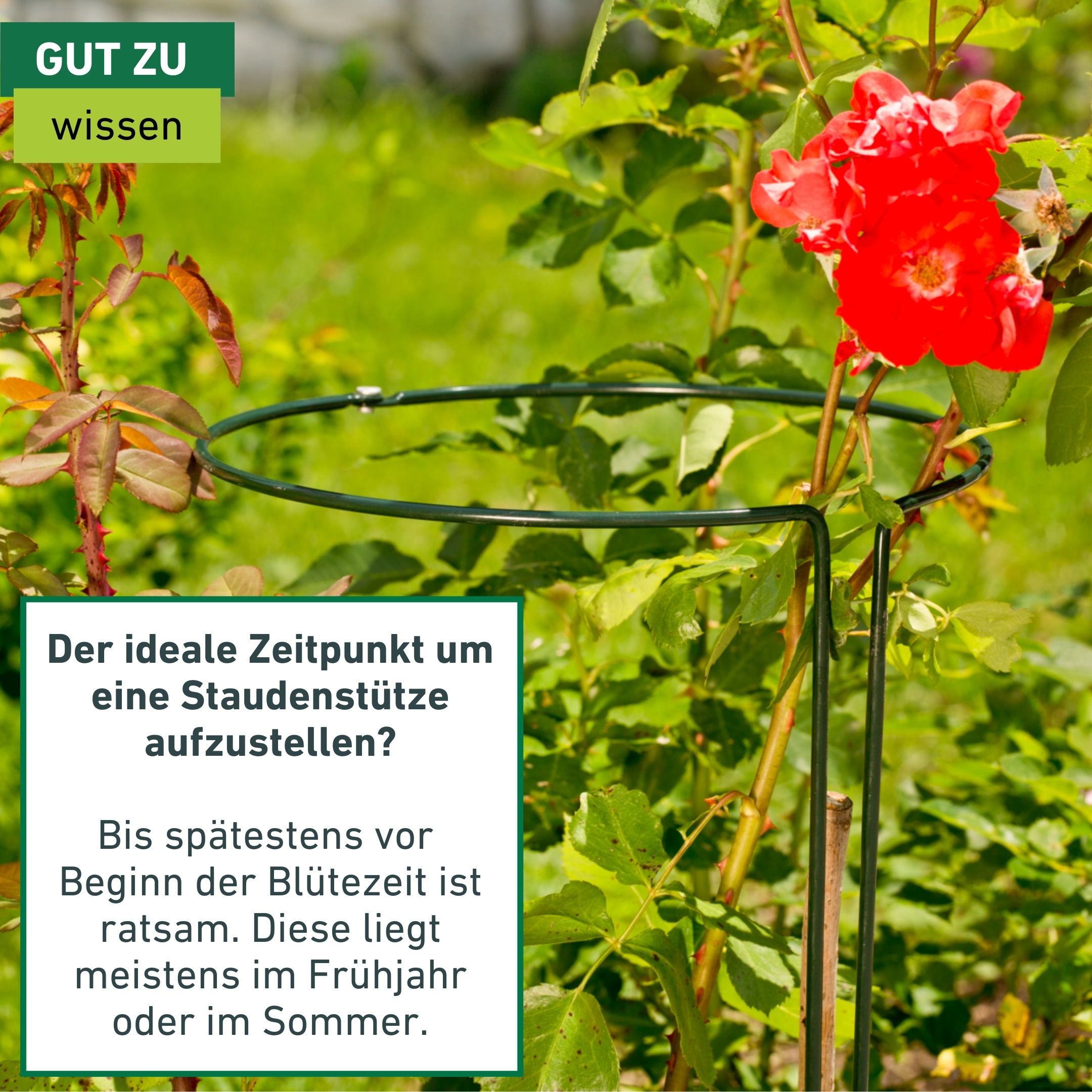 Windhager Rankhilfe »Staudenstützen 2-teilig für Pflanzen« langlebiger Staudenhalter erhältlich in unterschiedlichen Größen, grün