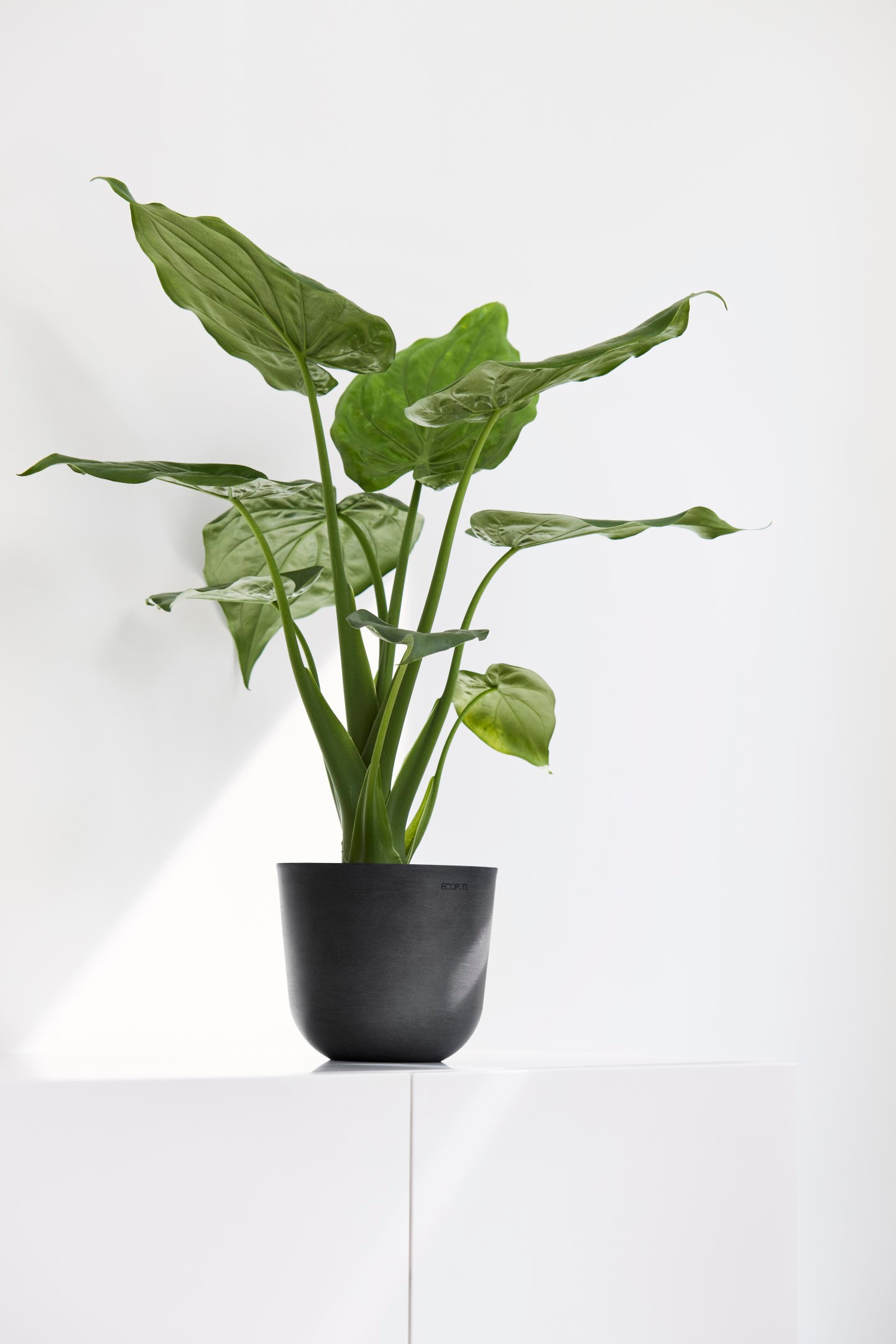 ECOPOTS Blumentopf »Oslo Mini 16 Dunkelgrau«, für den Innenbereich