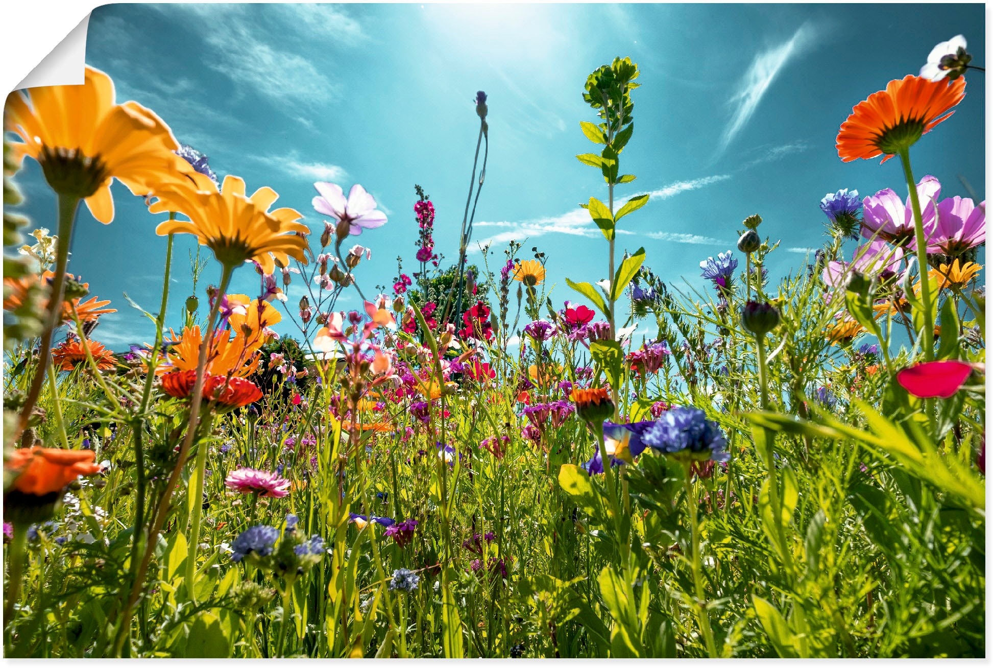 Artland Wandbild »Buntes Blumenfeld«, Blumenwiese, (1 St.), als Alubild, Ou günstig online kaufen