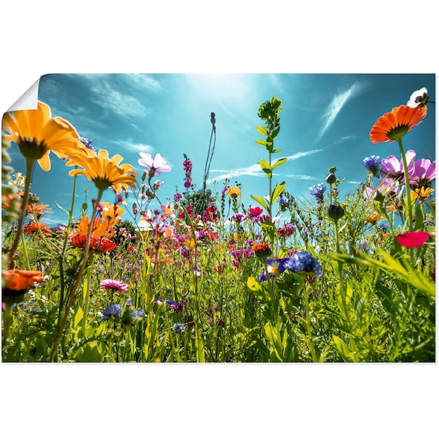 Artland Wandbild »Buntes Blumenfeld«, Blumenwiese, (1 St.), als Alubild,  Leinwandbild, Wandaufkleber oder Poster in versch. Größen auf Rechnung  bestellen