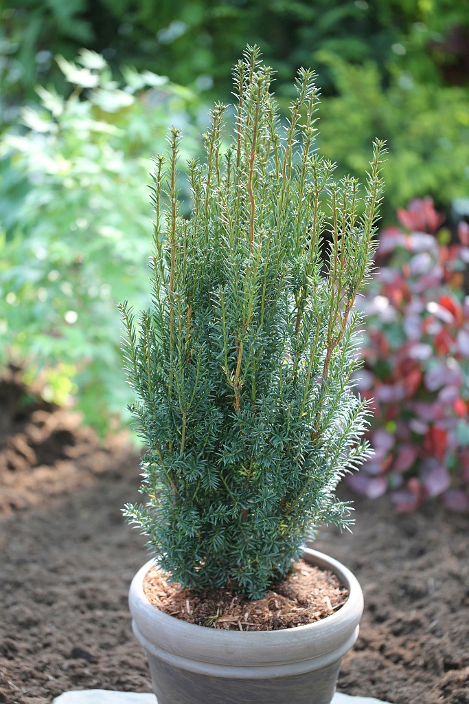 BCM Hecken »Eibe / Taxus 'Hillii'«, (1 St.), Höhe: 60-80 cm, 1 Pflanze kaufen