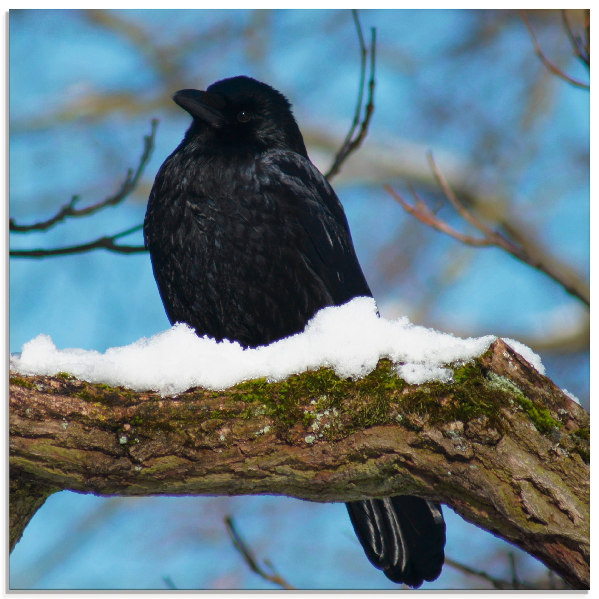 Glasbild »Rabe im Winter«, Vögel, (1 St.), in verschiedenen Größen