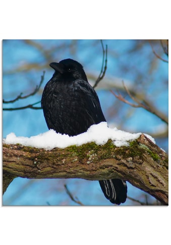 Artland Glasbild »Rabe im Winter«, Vögel, (1 St.) kaufen