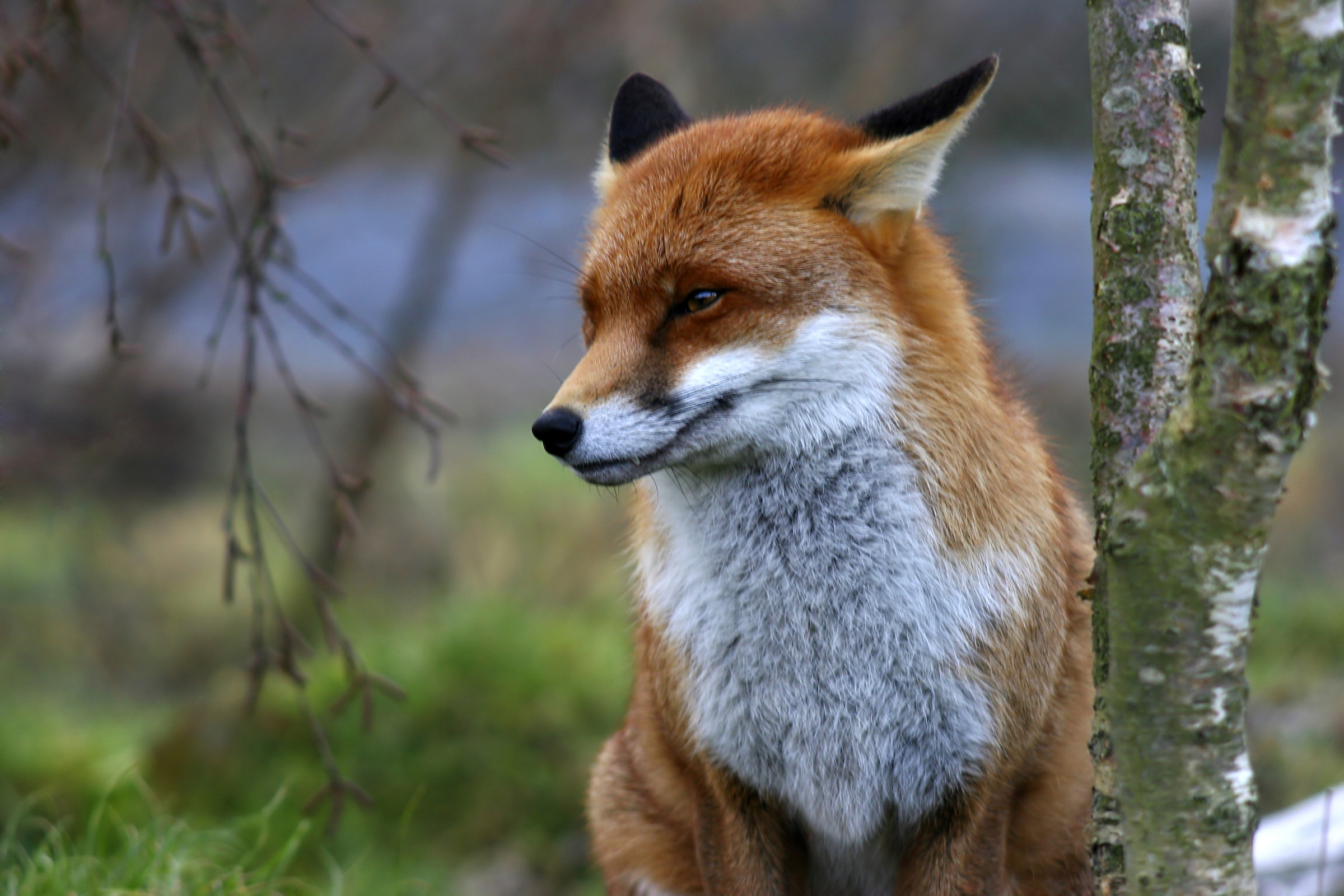 Papermoon Fototapete »Red Fox« glatt günstig online kaufen