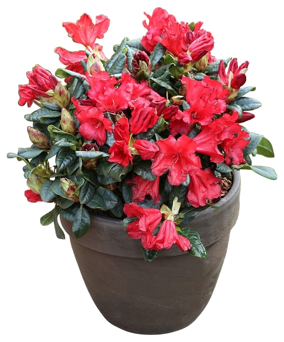 BCM Gehölze »Zwerg-Rhododendron 'Scarlet Wonder'«, (1 St.) kaufen