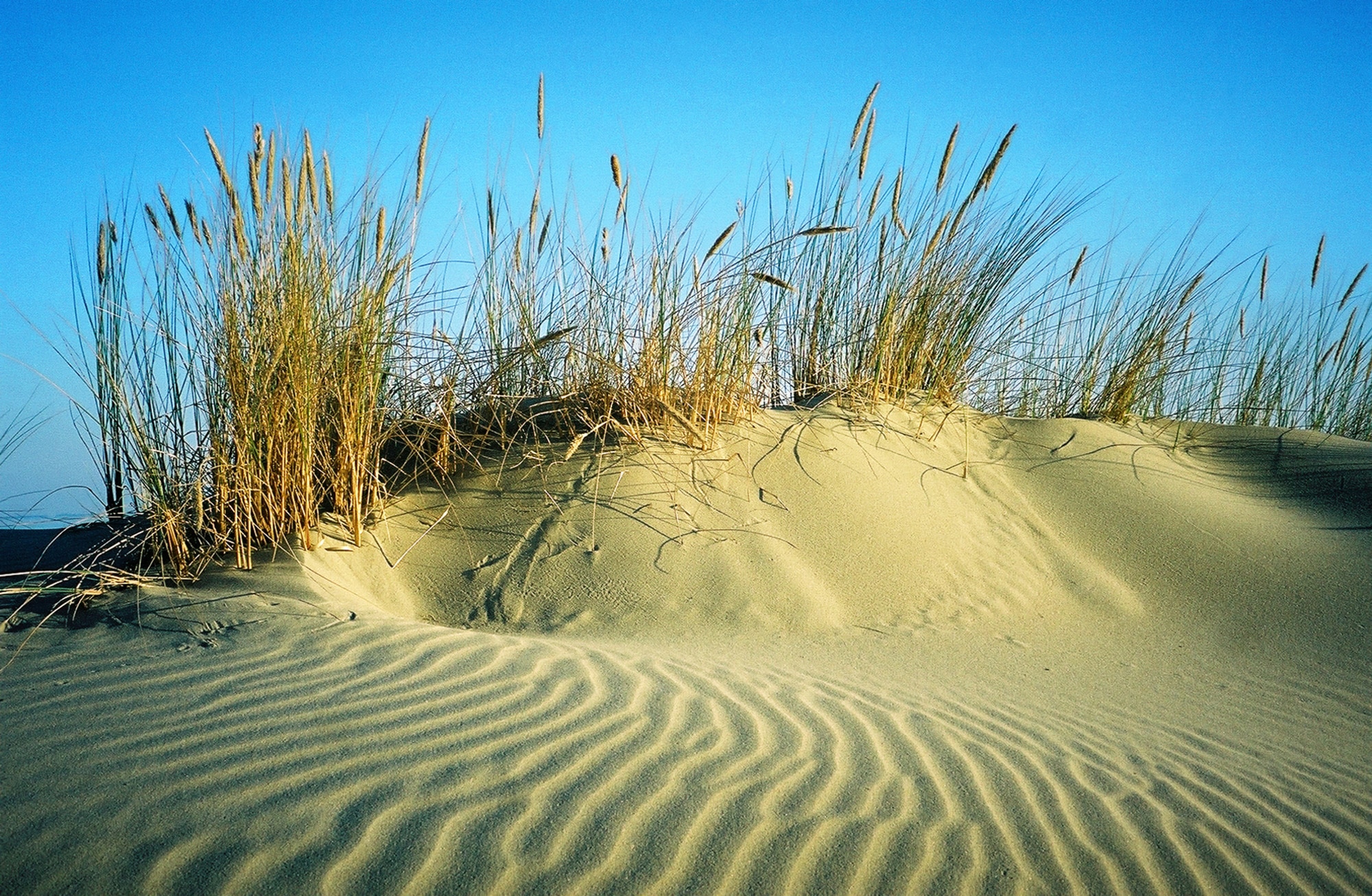 Papermoon Fototapete »DÜNEN-STRAND MEER SEE OZEAN SAND GRAS NORDSEE OSTSEE« günstig online kaufen