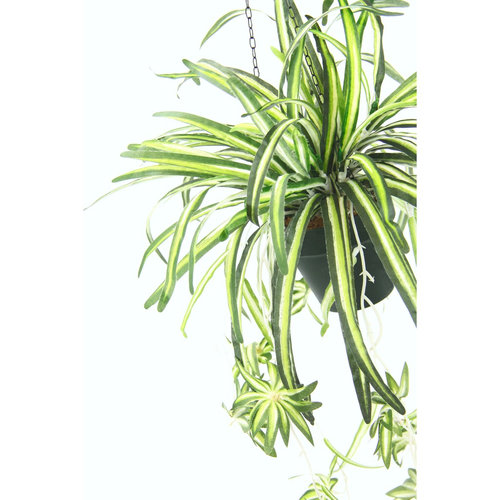 my home Kunstpflanze »Grünlilie«, Mit Hängeampe, künstliche Wasserlilie