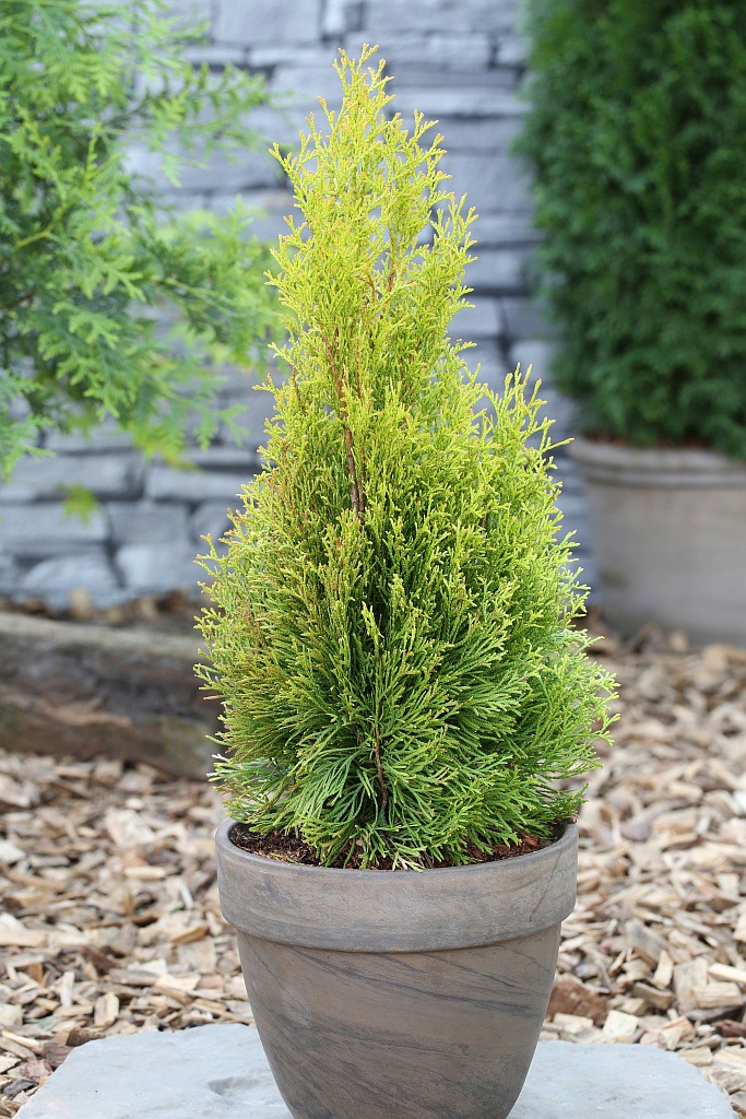 BCM Hecken »Lebensbaum 'Golden Smaragd'«, (3 St.), Höhe: 25-30 cm, 3 Pflanzen kaufen