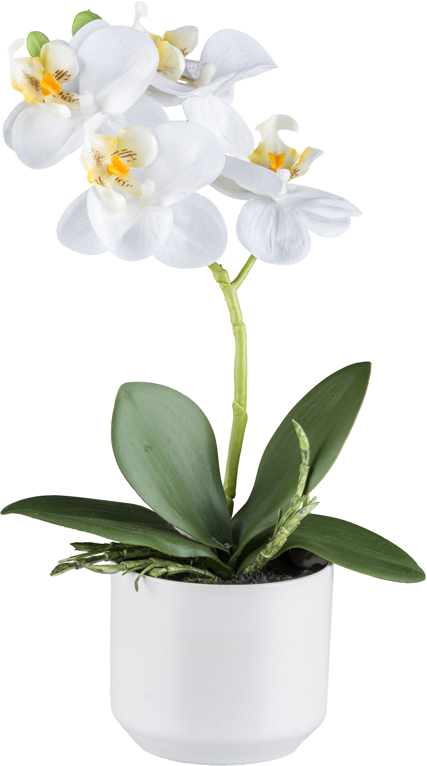 Creativ green Kunstorchidee »Orchidee Phalaenopsis«, mit real-touch-Blüten
