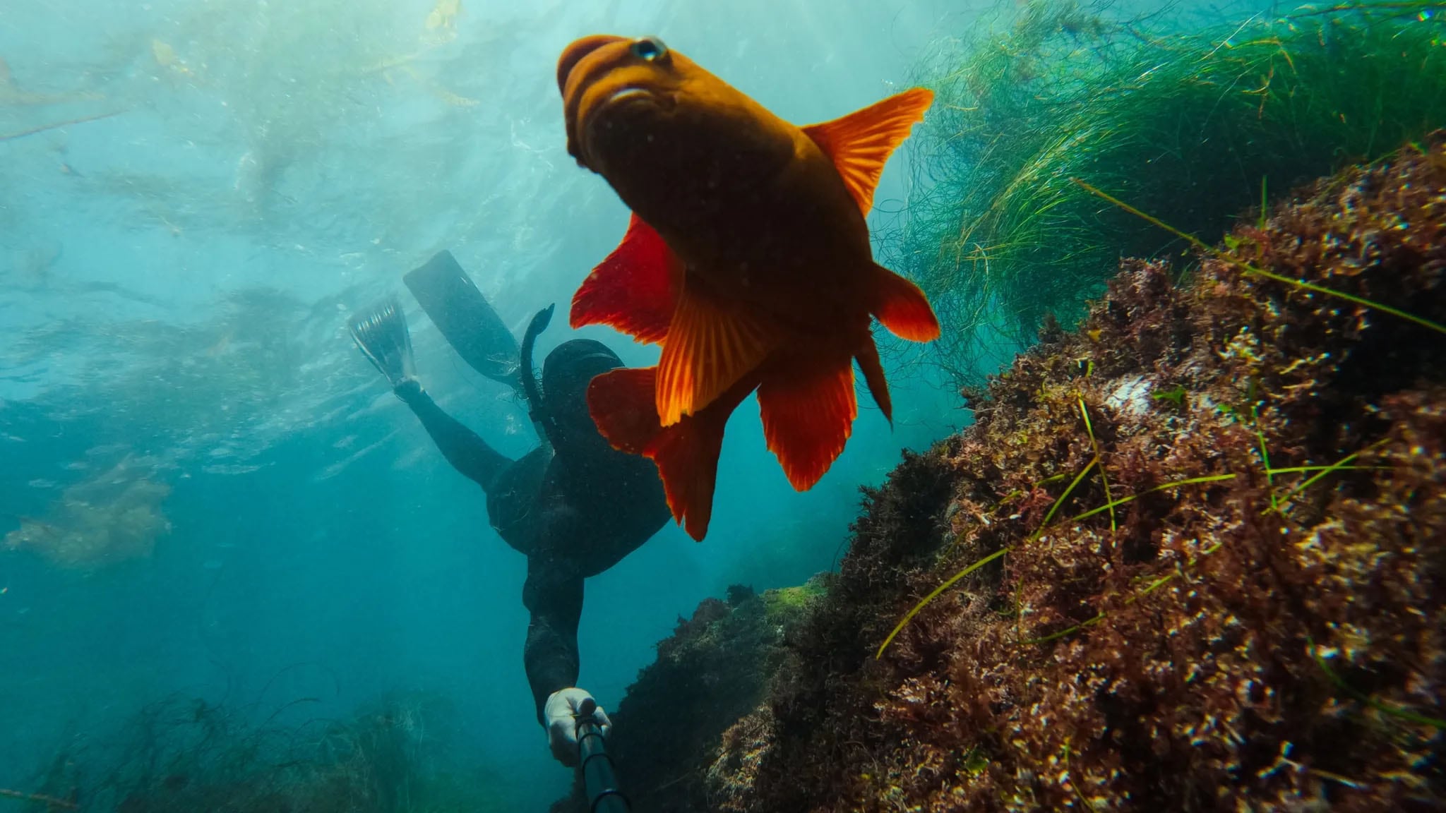 GoPro Action Cam-Halterung »Teleskopstange + Rollladenfernbedienung«