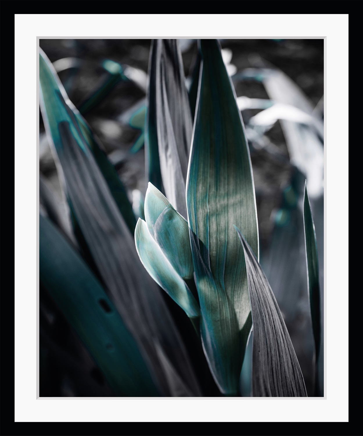 queence Bild »Bob« Blätter | Kunst | Pflanzen | Pflanzenbilder gerahmt, Blätter