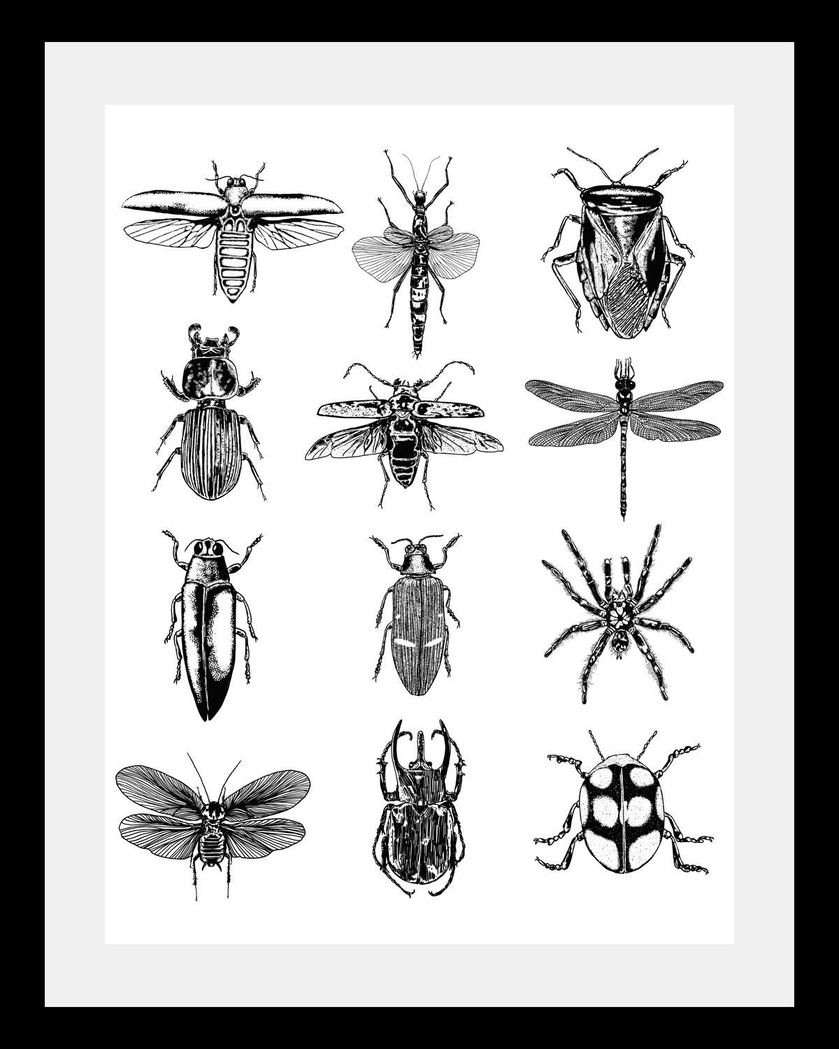 queence Bild »Insekten«, Tiere-Schwarz-Weiß-Kunst-Insekten, HD Premium Post günstig online kaufen