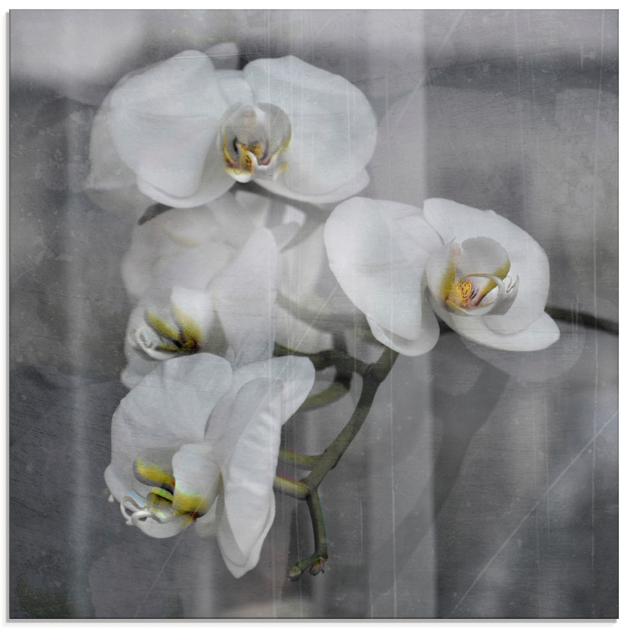 white - St.), in Größen Rechnung Glasbild verschiedenen Orchideen kaufen (1 auf »Weisse Orchid«, Artland Blumen,