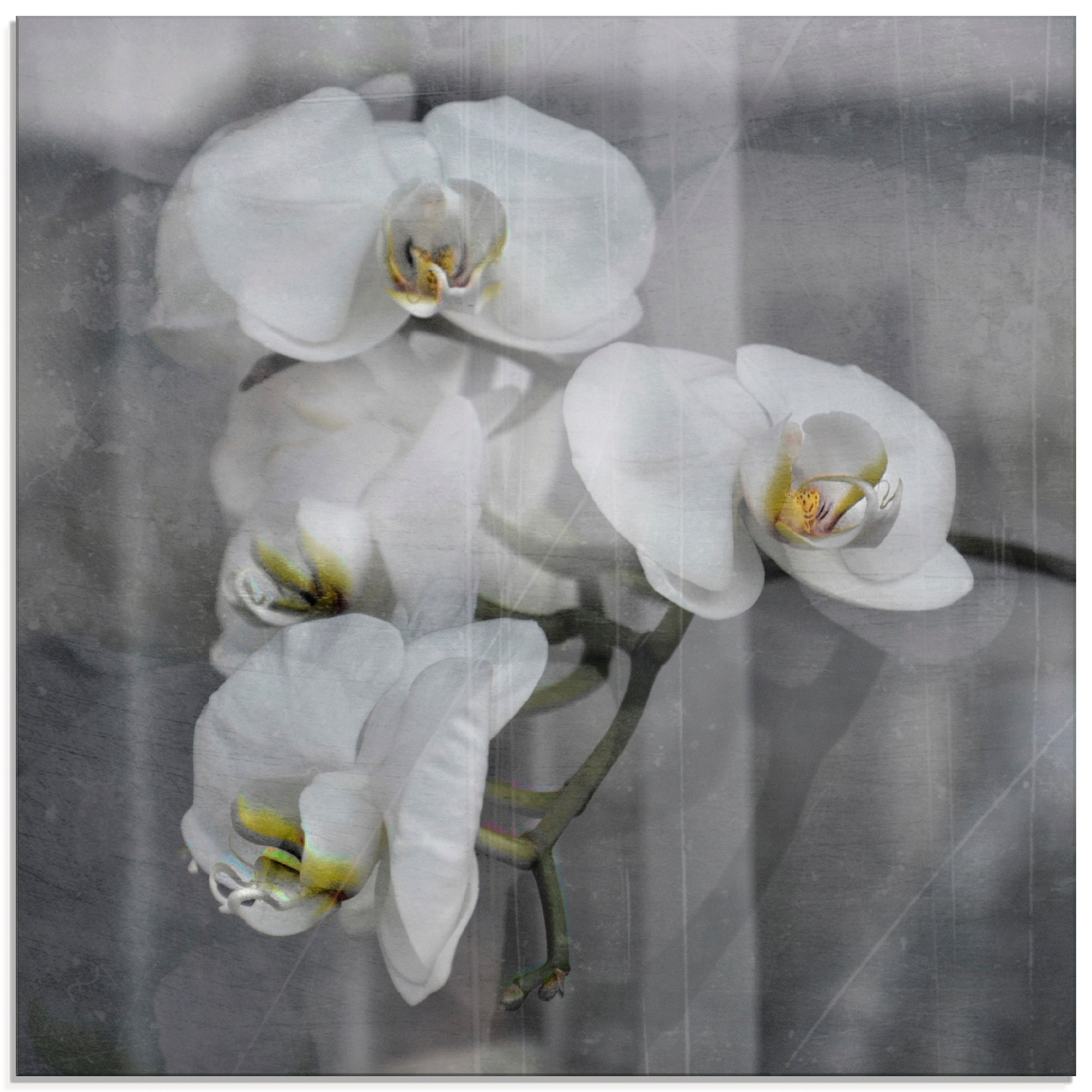 Artland Glasbild »Weisse Orchideen - in Rechnung white auf kaufen Orchid«, (1 verschiedenen Blumen, St.), Größen