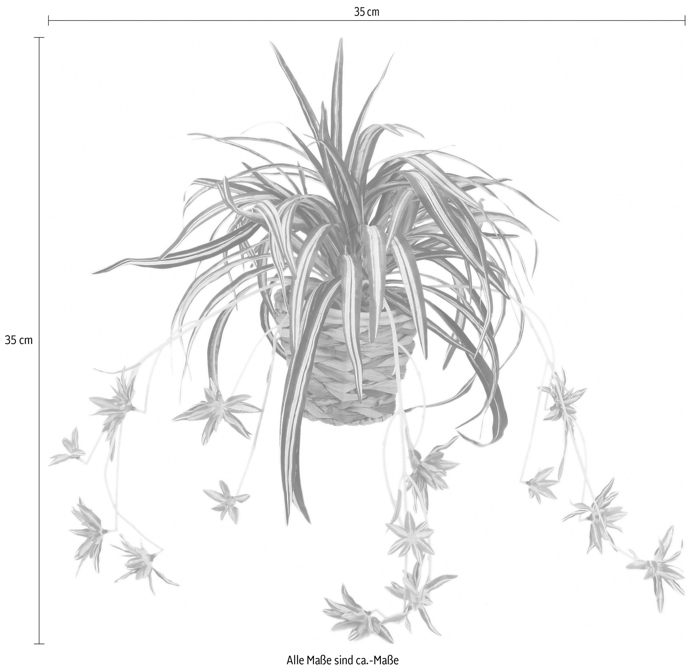 Übertopf I.GE.A. bestellen online »Wasserlilie«, im Kunstpflanze