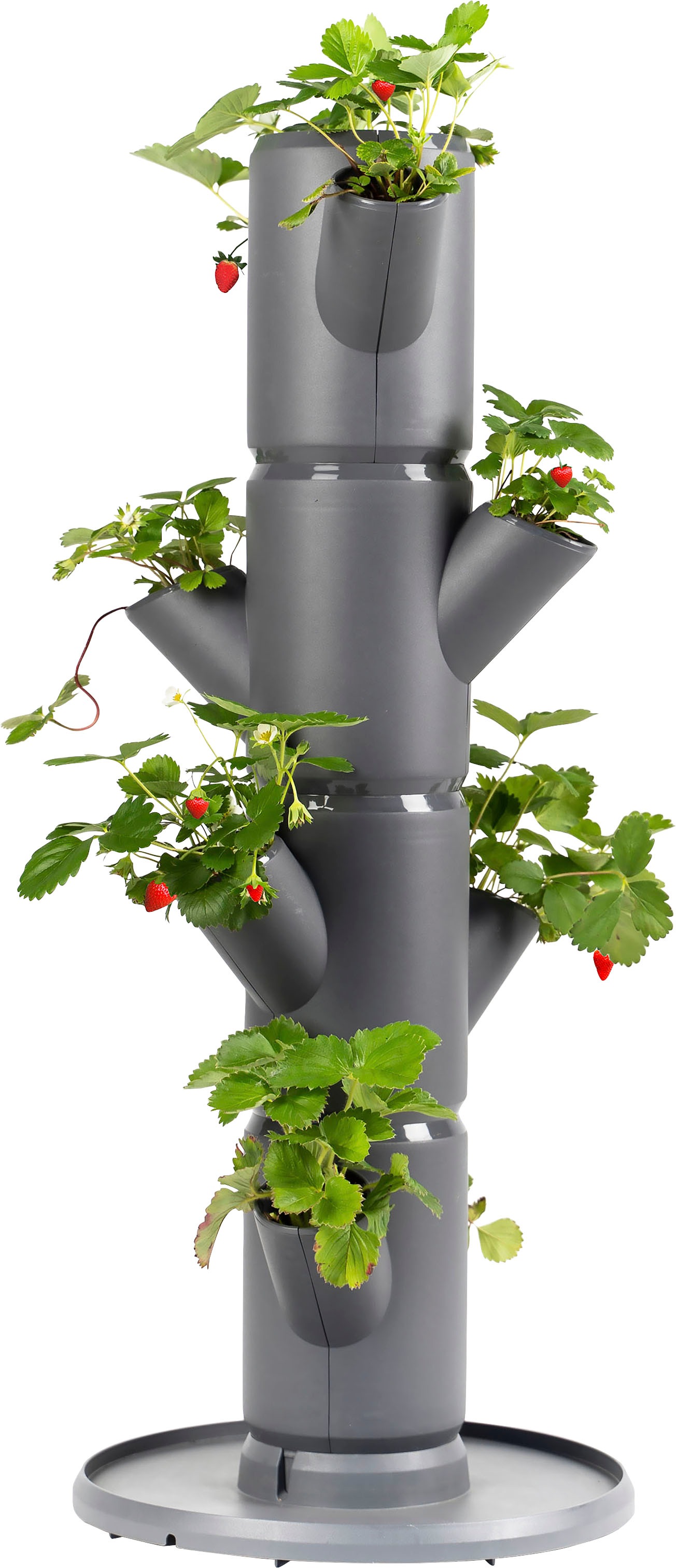 Gusta Garden Pflanzkübel »SISSI STRAWBERRY Erdbeerbaum«, 4 Etagen inkl