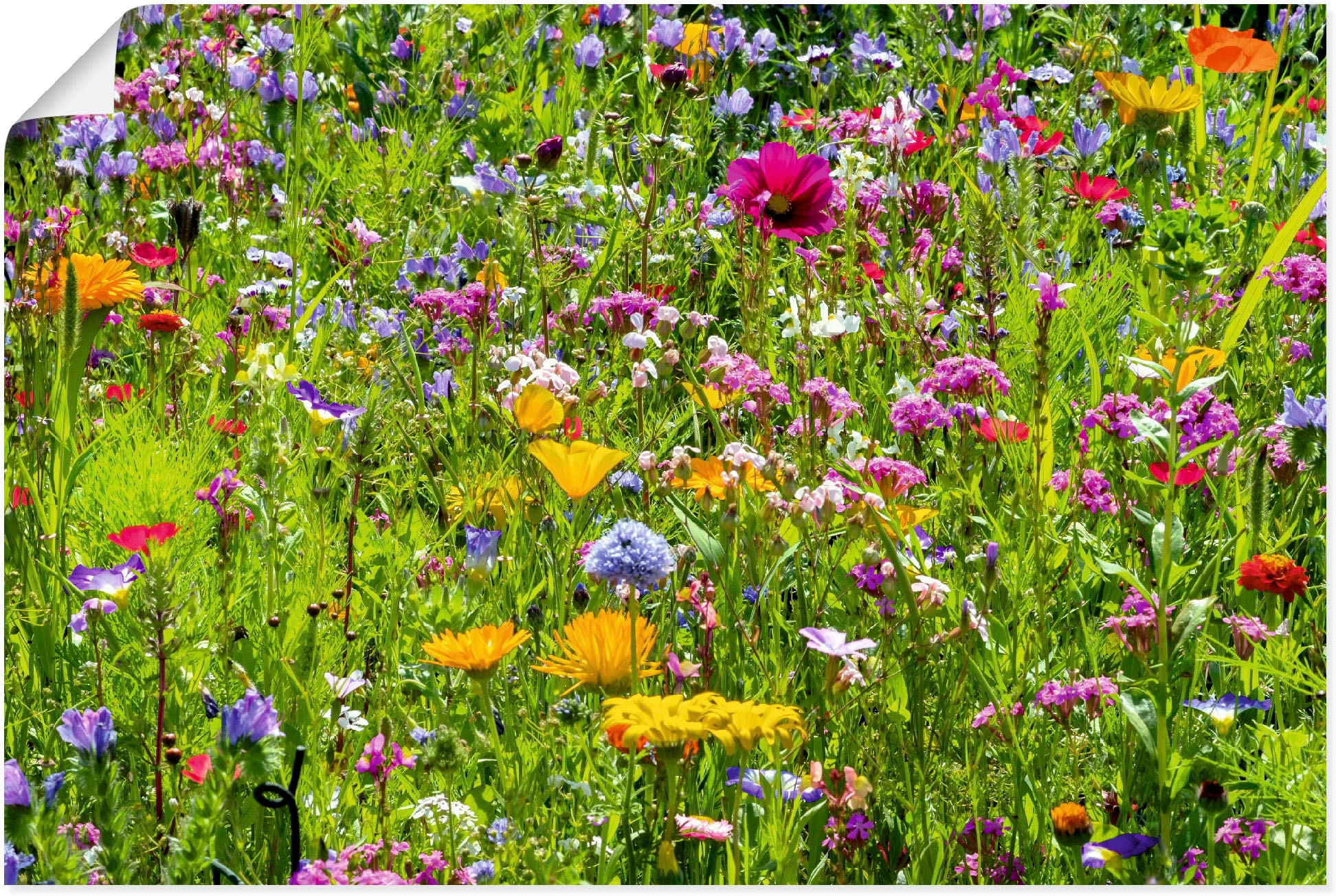 Artland Wandbild »Bunte Blumenwiese«, Blumenwiese, (1 St.), als Alubild, Ou günstig online kaufen