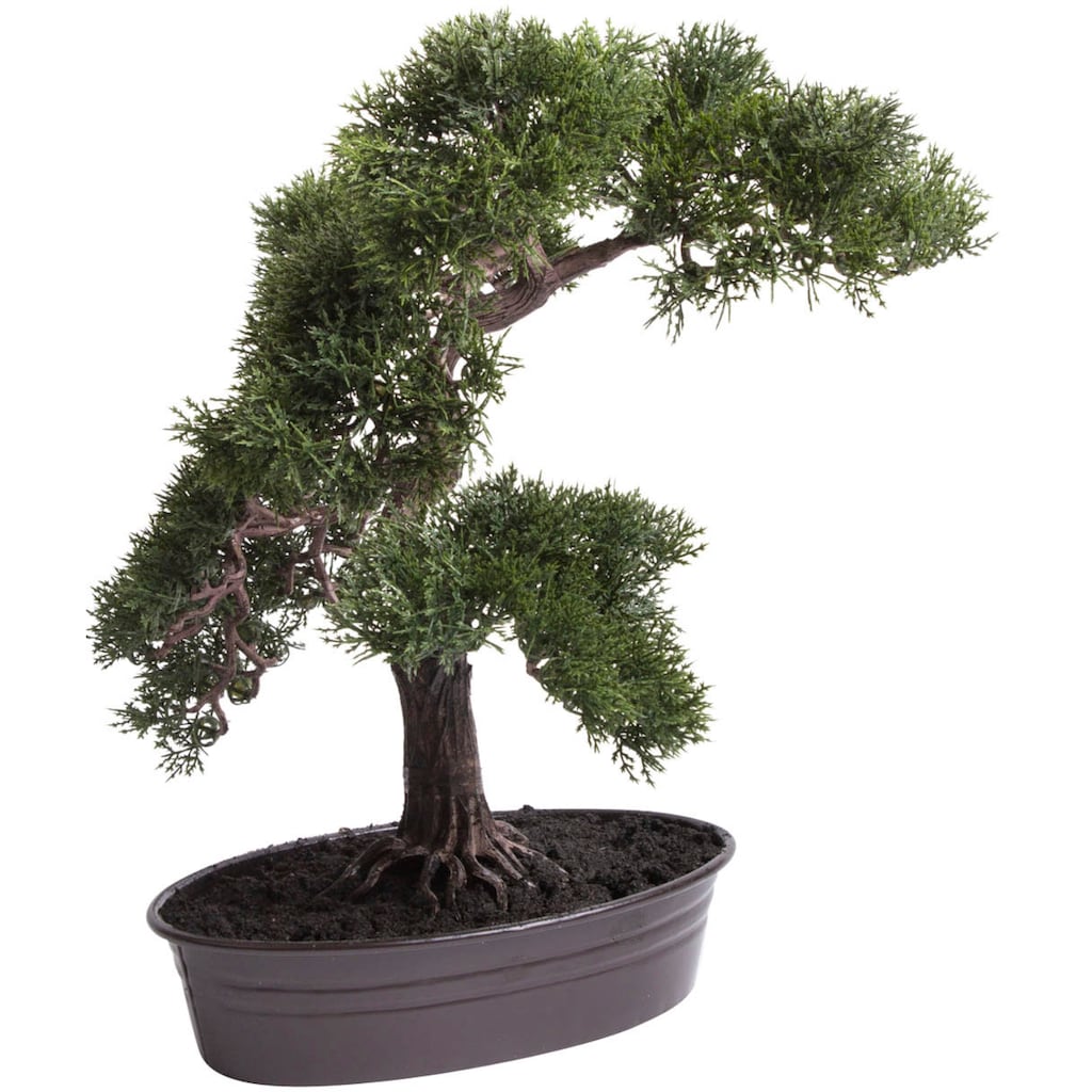 Botanic-Haus Kunstbonsai »Cedern Bonsai«