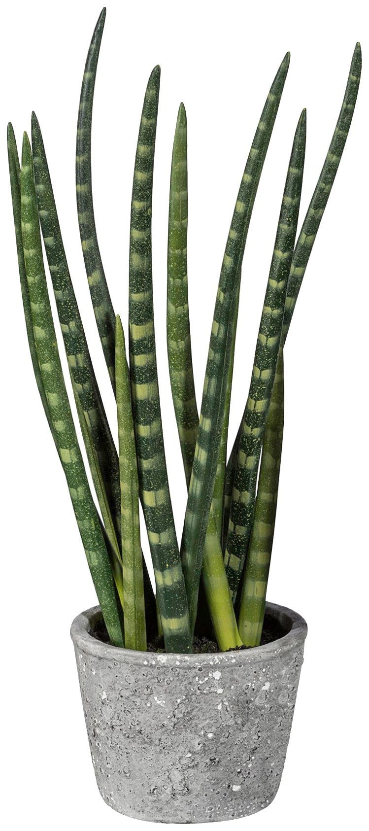 Creativ green Kunstpflanze »Sanseveria«, (1 auf Raten kaufen St.)