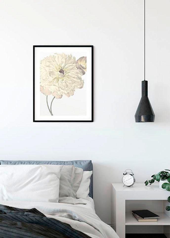 Komar Bild »Illustration Dahlia«, Blumen, (1 St.), Wandbild zur Dekoration - ohne Rahmen