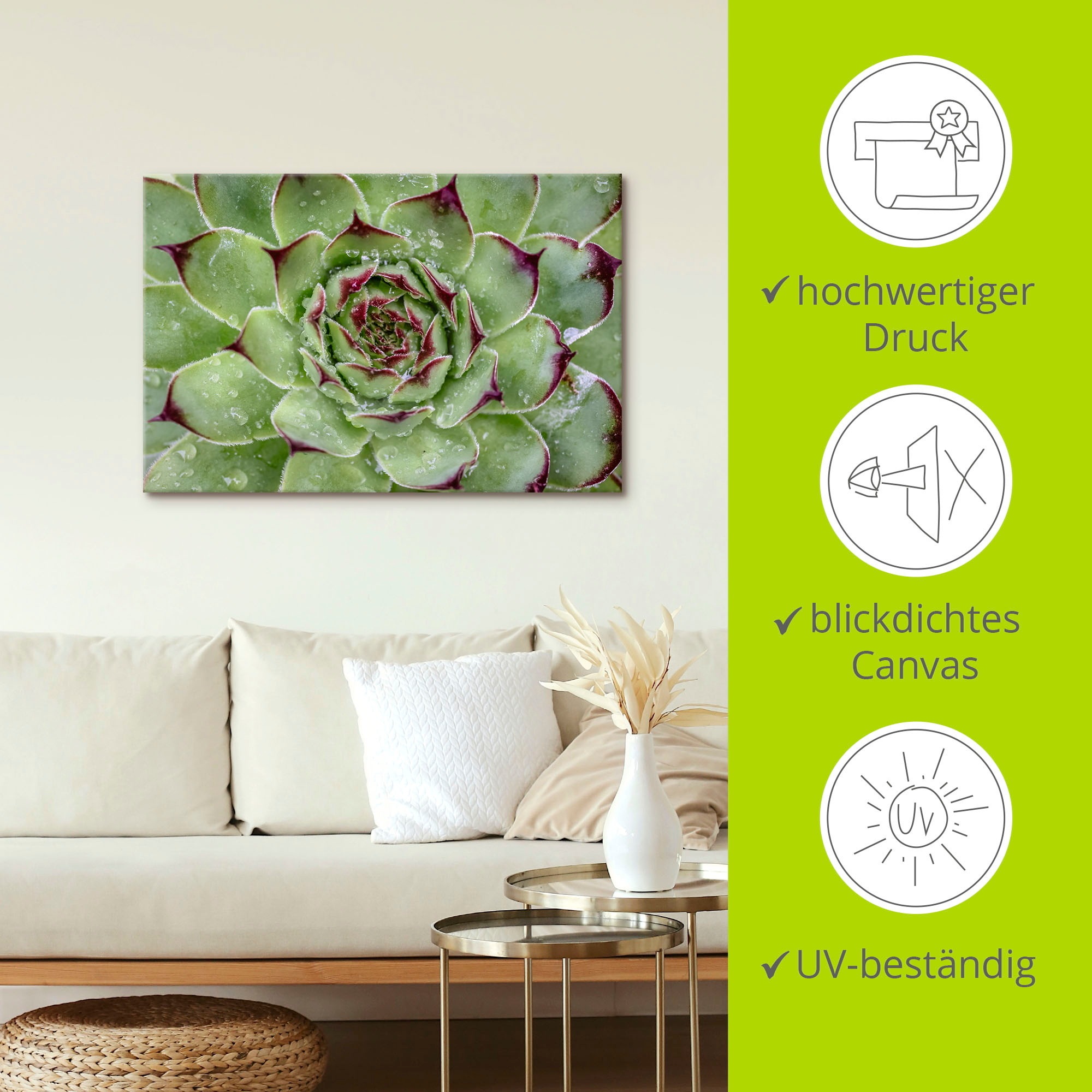 Artland Wandbild »Sukkulente mit Regentropfen«, Pflanzenbilder, (1 St.), als Alubild, Outdoorbild, Leinwandbild in verschied. Größen
