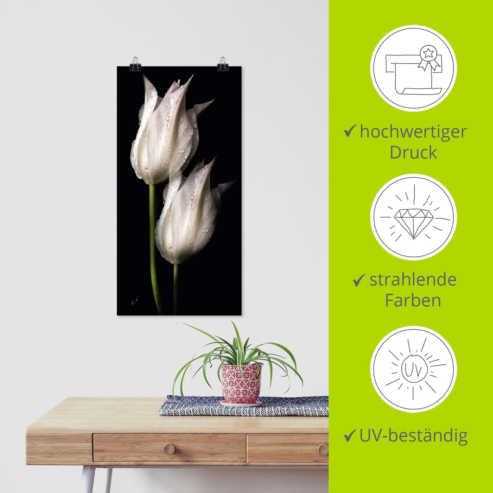 Artland Wandbild »Weiße Tulpen in der Nacht«, Blumenbilder, (1 St.), als Alubild, Outdoorbild, Leinwandbild, Poster, Wandaufkleber