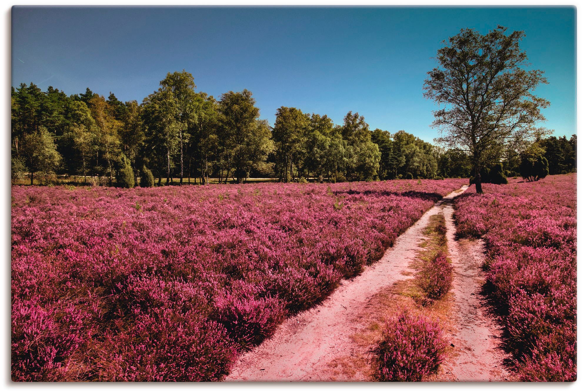 Artland Leinwandbild »Lüneburger Heide Romantik«, Blumenwiese, (1 St.), auf günstig online kaufen