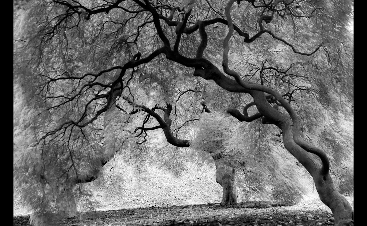 Papermoon Fototapete »Mystic Trees Black & White« günstig online kaufen