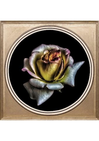 Acrylglasbild »Rose«