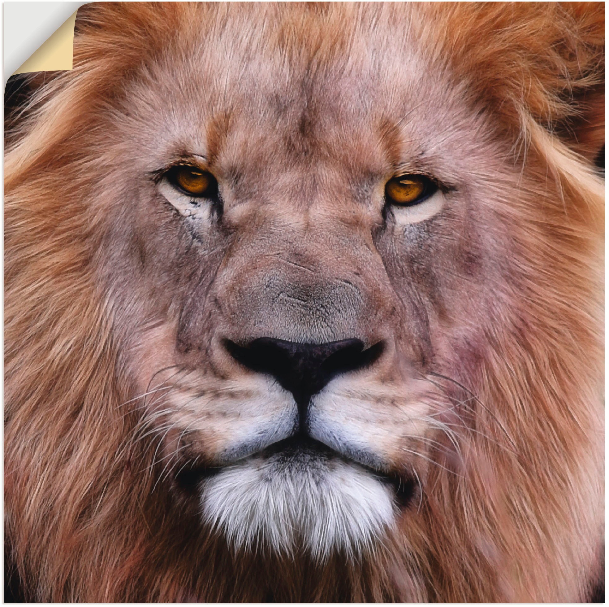 Artland Leinwandbild »König der Löwen«, Wildtiere, (1 St.), auf Keilrahmen gespannt