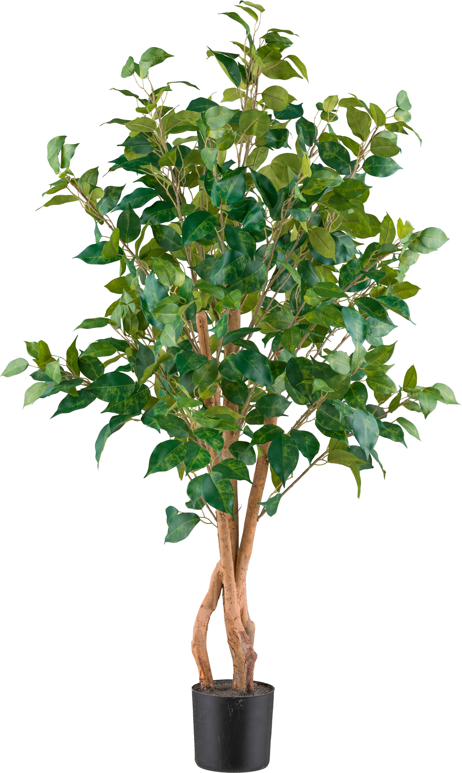 Creativ green Kunstpflanze »Ficus benjamina« mit sehr naturgetreu gestaltet günstig online kaufen