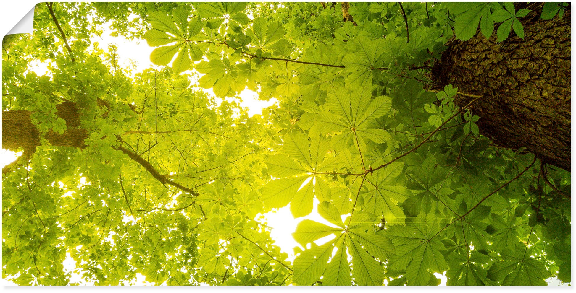 in (1 Größen St.), Wandbild Alubild, Poster nach kaufen versch. Wandaufkleber als »Blick online grüne im Blätterbilder, Wald, oder Bäume«, Artland Leinwandbild, Oben