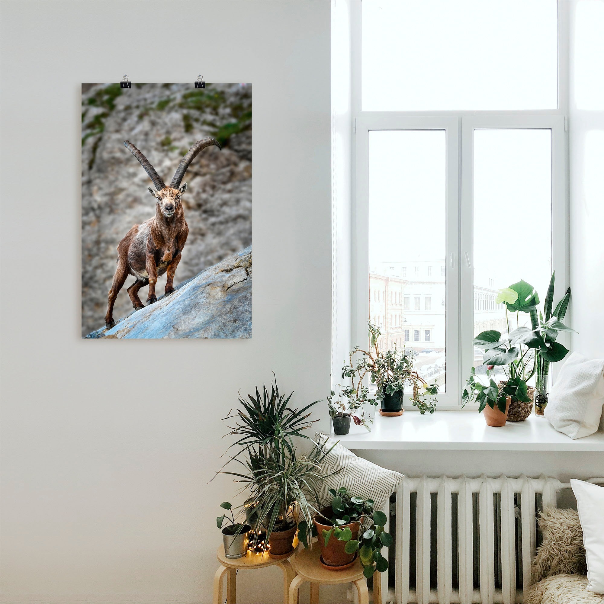 Artland Poster »Steinbock mit großen Hörnern«, Ziegen, (1 St.), als Alubild, Leinwandbild, Wandaufkleber oder Poster in versch. Größen
