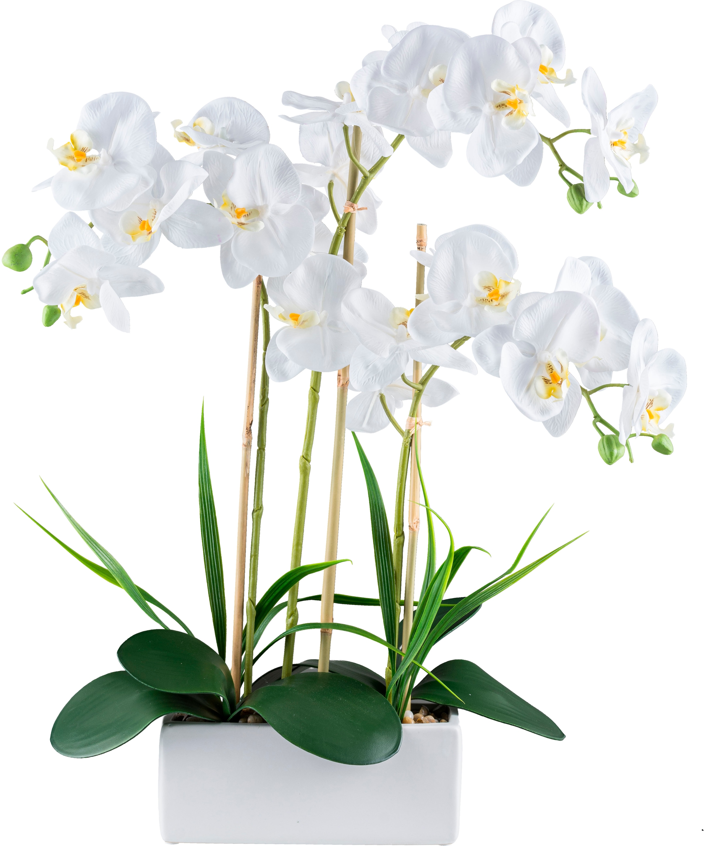 Creativ green Kunstorchidee »Orchidee Phalaenopsis« mit Graszweigen arrangi günstig online kaufen