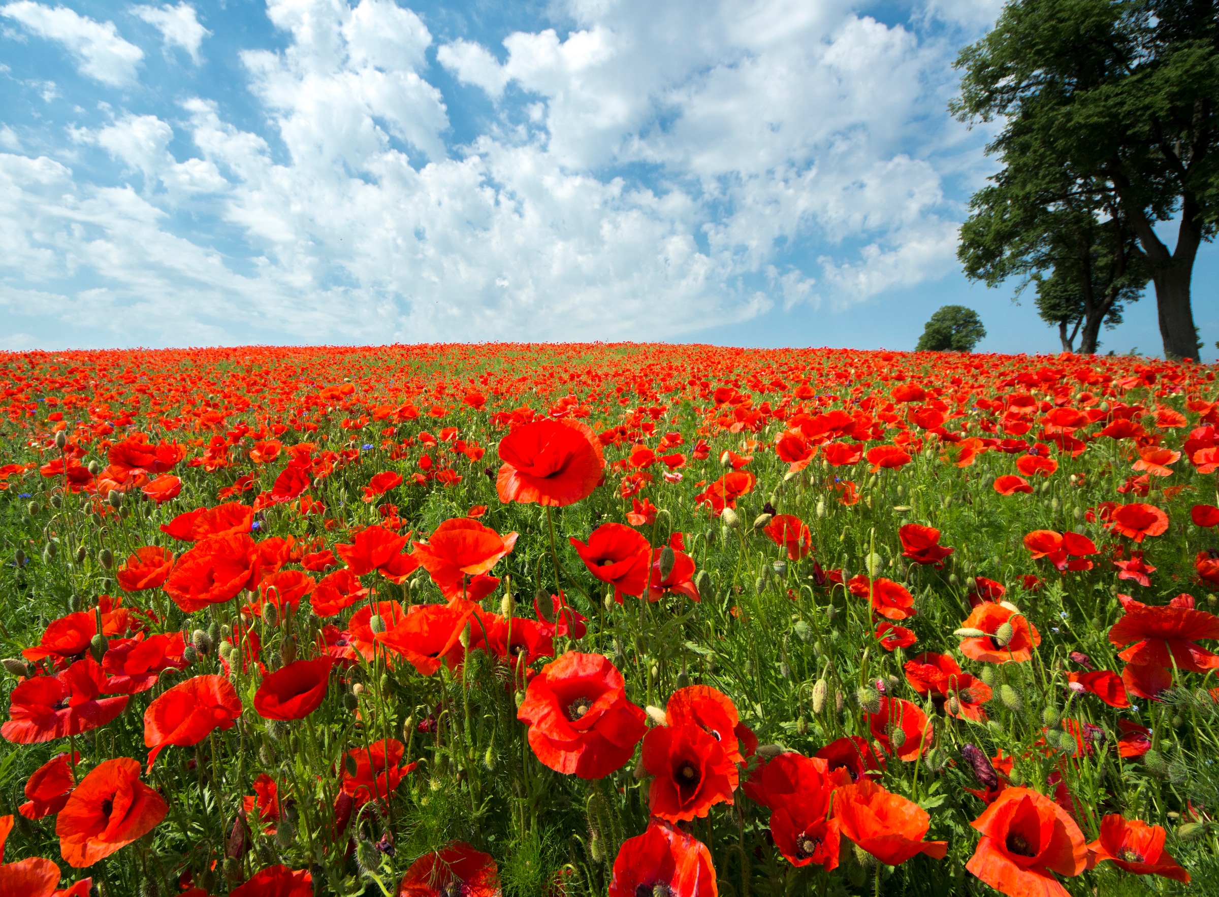 Papermoon Fototapete »Red Poppy Field« glatt günstig online kaufen
