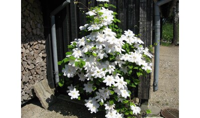 BCM Kletterpflanze »Waldrebe 'Madame Le Coultre'«, (1 St.), Höhe: 40-60 cm, 1 Pflanze kaufen