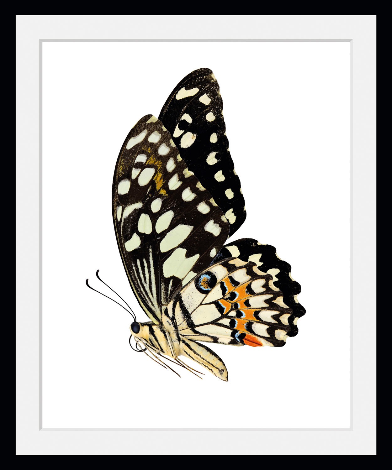 queence Bild »Andy«, Schmetterlinge-Kunst-Insekten-historische Ereignisse, günstig online kaufen