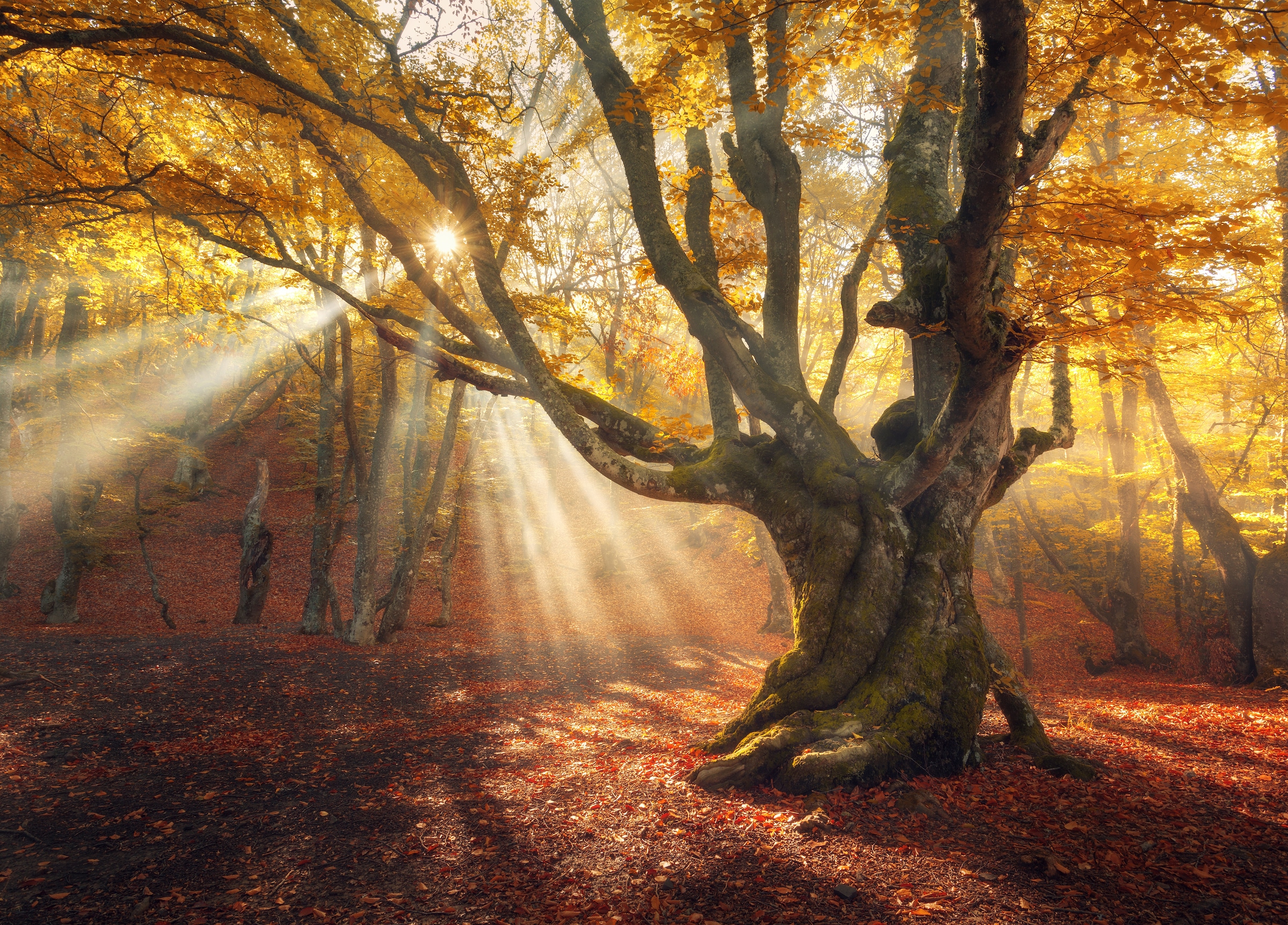 Papermoon Fototapete »Magical Old Trees Autumn Forest« glatt günstig online kaufen