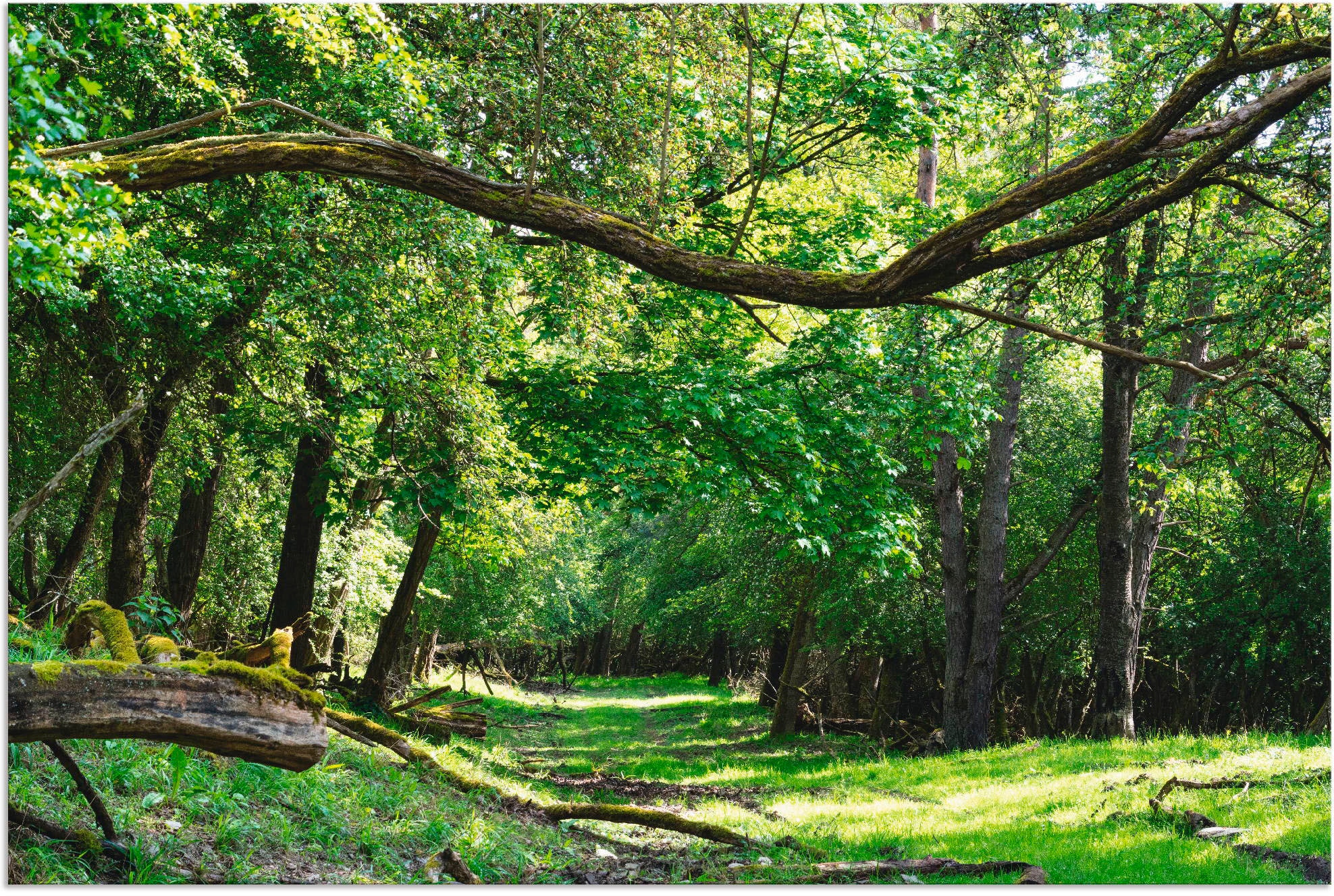 Artland Wandbild »Auf grünem Weg durch den grünen Wald«, Wald, (1 St.), als günstig online kaufen