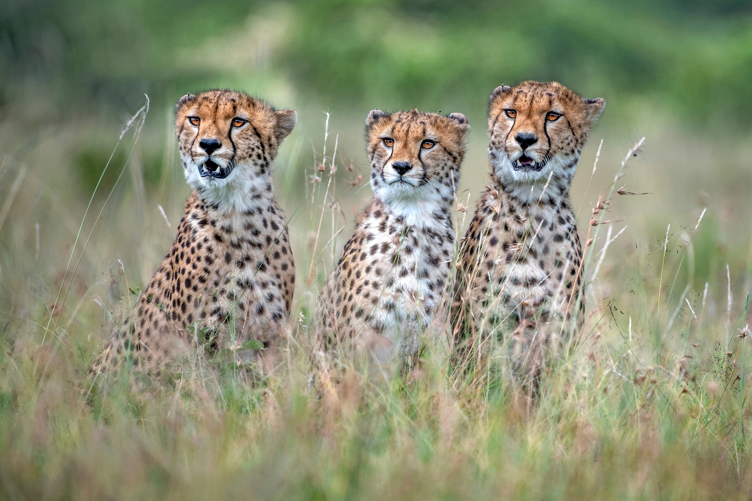 Papermoon Fototapete »Photo-Art XAVIER ORTEGA, CHEETAH CUBS« günstig online kaufen